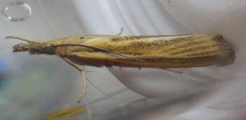 Agriphila tristella